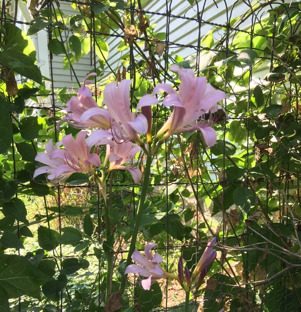 retroRechercher's tweet photo. Lone clump of naked ladies in our yard #FlowerReport #Flowers https://t.co/u0JGhhPRqA