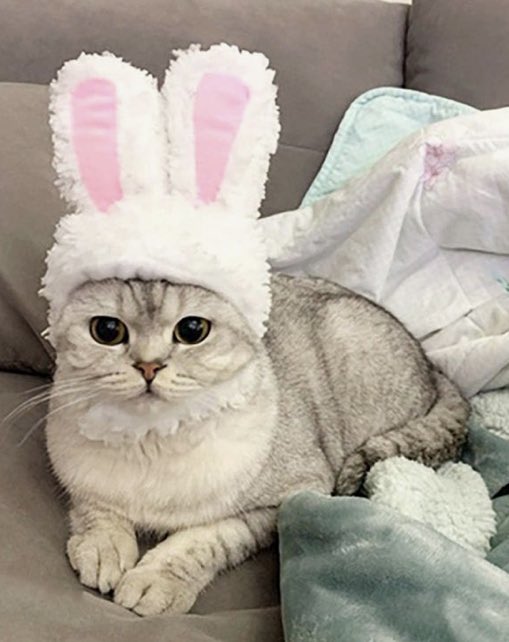 updatesCYJ's tweet photo. happy international cat day!

#InternationalCatDay 
#CHOI_YUJIN #최유진 #CLC https://t.co/bEhhSg6MFM