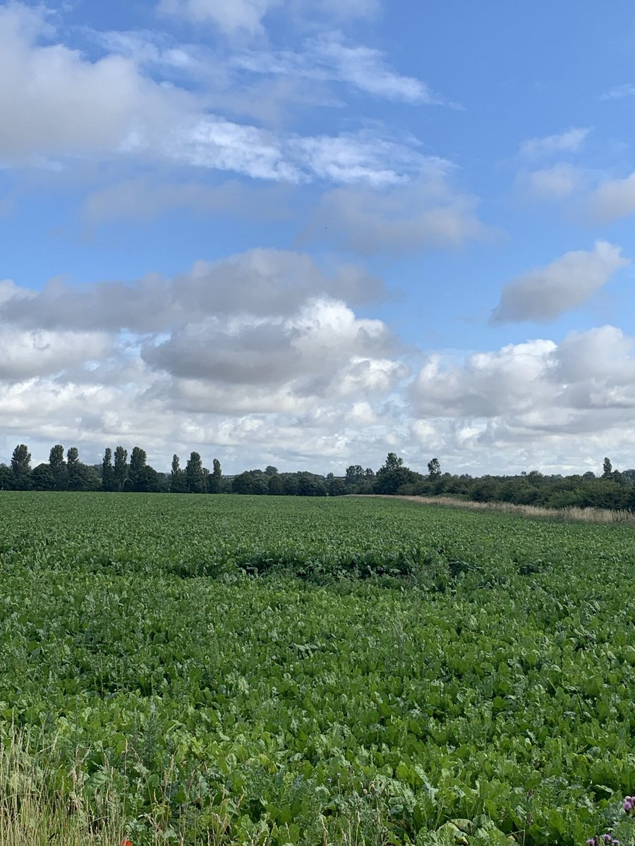 Wk27. First fungicide applied. From some flagging mid July time, sufficient rain has fallen to keep growth upright, which is not the case with the wheat locally. Desperately need sunshine.