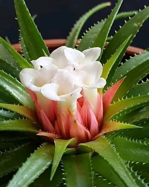 gorf atihunu andu tenestu yrsun hasab silegeleፅ Ethiopiyawinetihin atiterater . inzemtalen le ethiopa