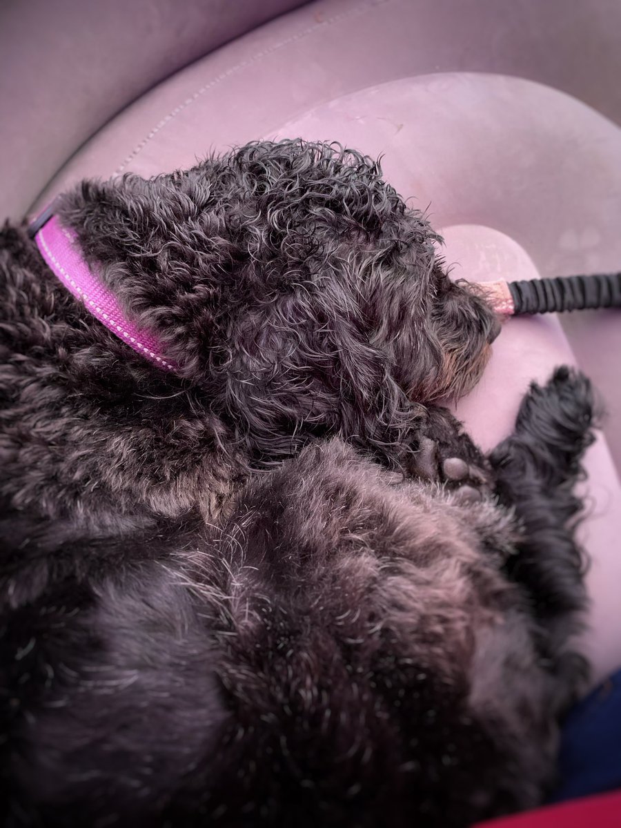 BrambleTherapyDog tweet media