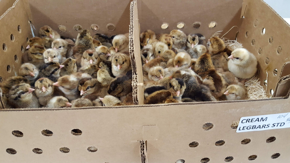 CackleHatchery's tweet photo. "I absolutely love them, I am still waiting for them to lay those awesome light turquoise eggs but they have so much personality and you have to love that fluff on the top of their heads."
#CreamLegbar #Chickens https://t.co/0Uc14R4XlL