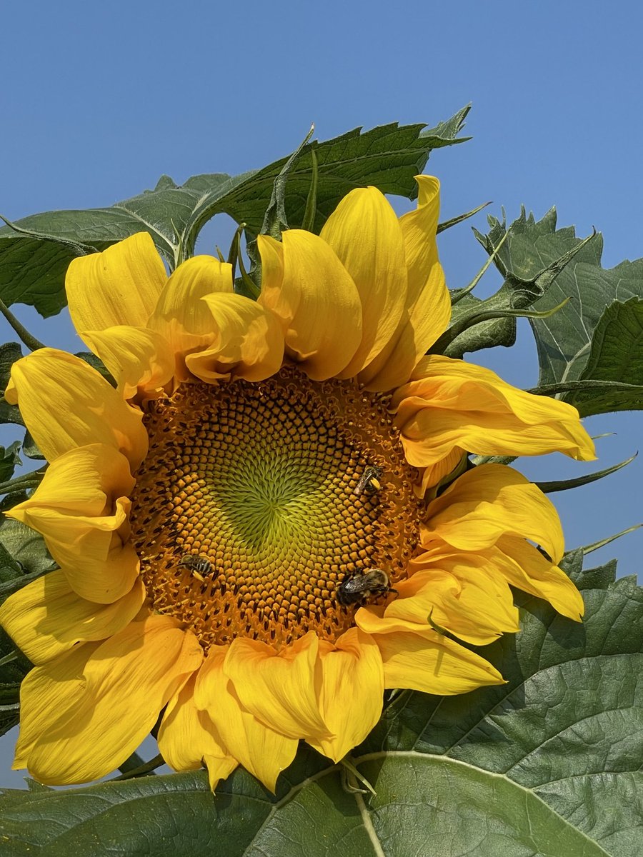 Christine Smart tweet media