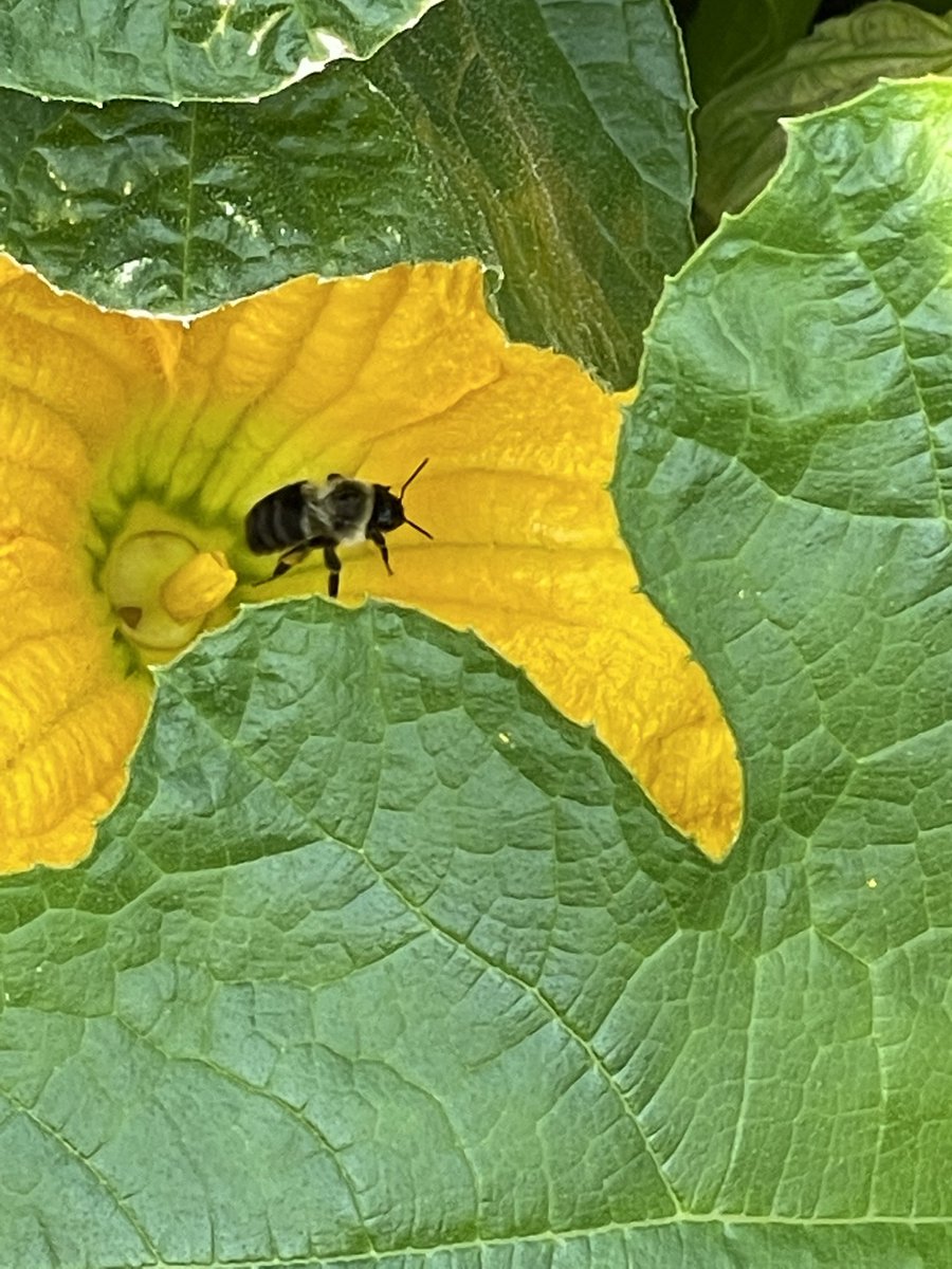 Christine Smart tweet media