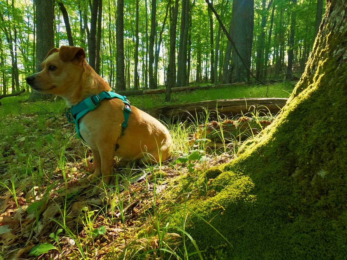out_trail's tweet photo. Soaking it in...
#happyhiker #hikingwithdogs #forestphotos #allegheny #dogsoftwitter #outdoorscenes https://t.co/weCnNE1aKA