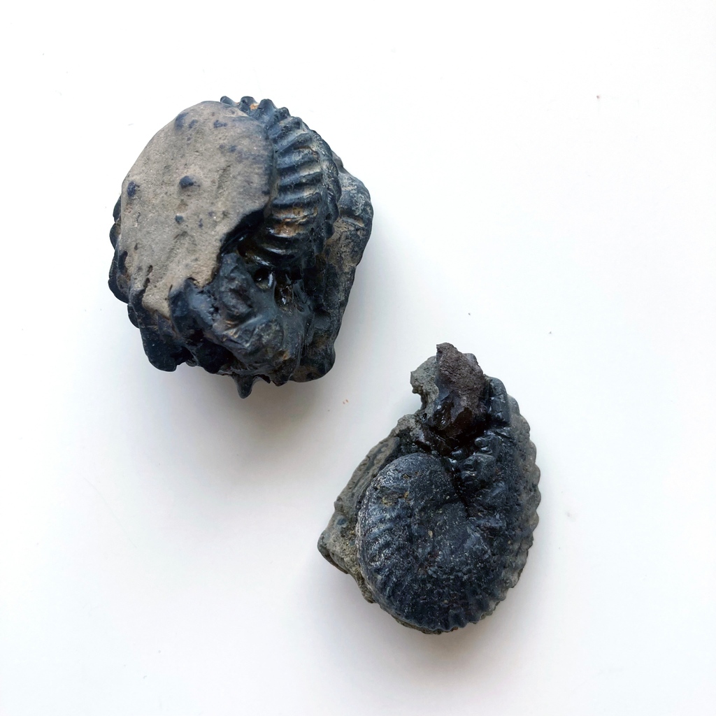 Sticking with our ammonite theme from yesterday, here's some recent fins of mine. They need a bit of a clean up and some preparatory but I think these are some of the best ammonites I've found so far. They are from the Gault Clay which makes them around 110 million years old!