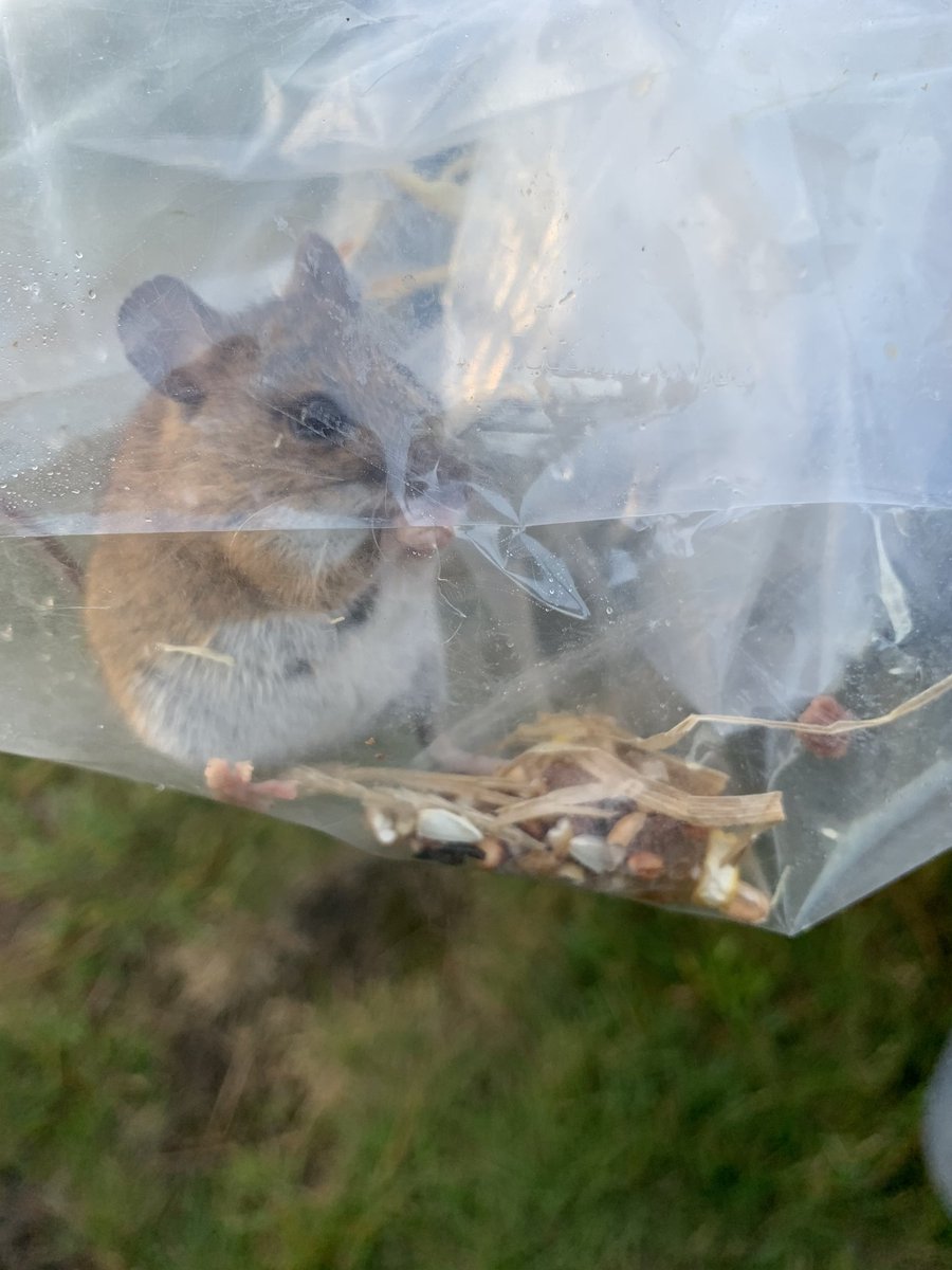NatGoldsworth's tweet image. This week saw the start of NGP's mammal surveys &amp;amp; this little woodmouse couldn't have been more chilled about it! 

There will be more surveys later this month &amp;amp; in October. If you can help (training provided) we would love to hear from you:
projects@ourgoldsworthpark.org.uk.