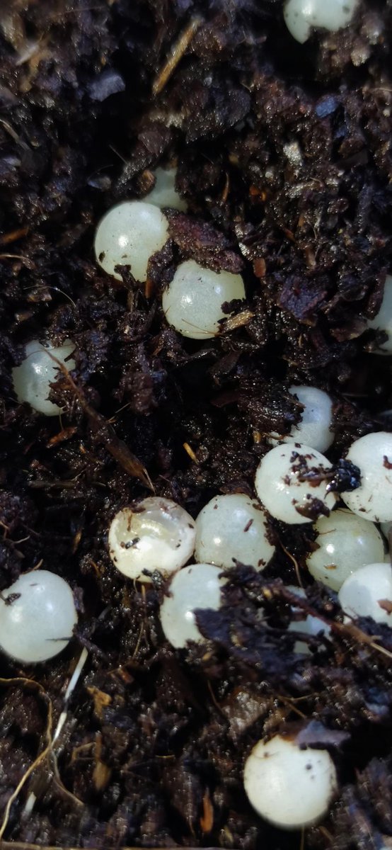 snailsangels's tweet photo. First one is about to hatch! #snails https://t.co/g4MsGTZoyW