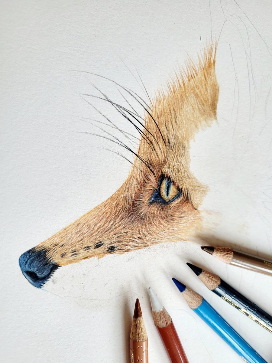 And on to the next project...

#fox #foxart #artist #art #pencildrawing #fabercastellpolychromospencils  #progressart