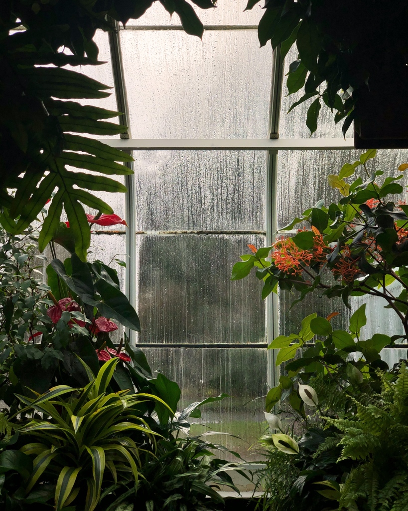 PureExtracts_CA's tweet photo. What comes before extraction? Growing, of course!
Which do you prefer? Comment the emoji below
🌱 Gardening
🍃 House plants
🍄 Foraging
#pureextractscorp #extraction #growing #medicinalplants #greenhouse #pureextracts https://t.co/eFF4PHVUdE
