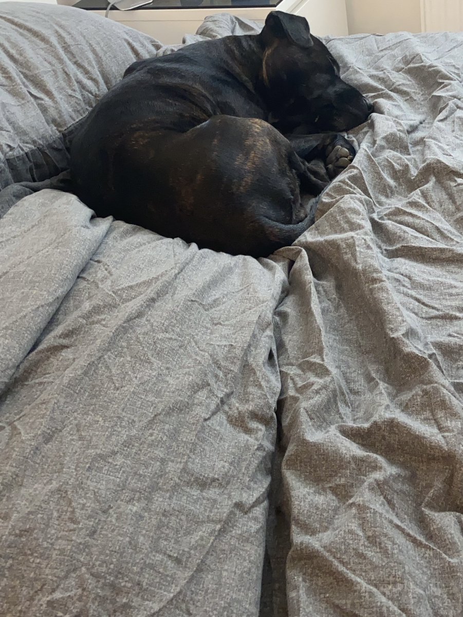 DollyStaffy's tweet photo. I fell asleep on mommas side of ze bed wen she wo getting ready for work. Again. I iz super cute. https://t.co/7WS8JaBeLN