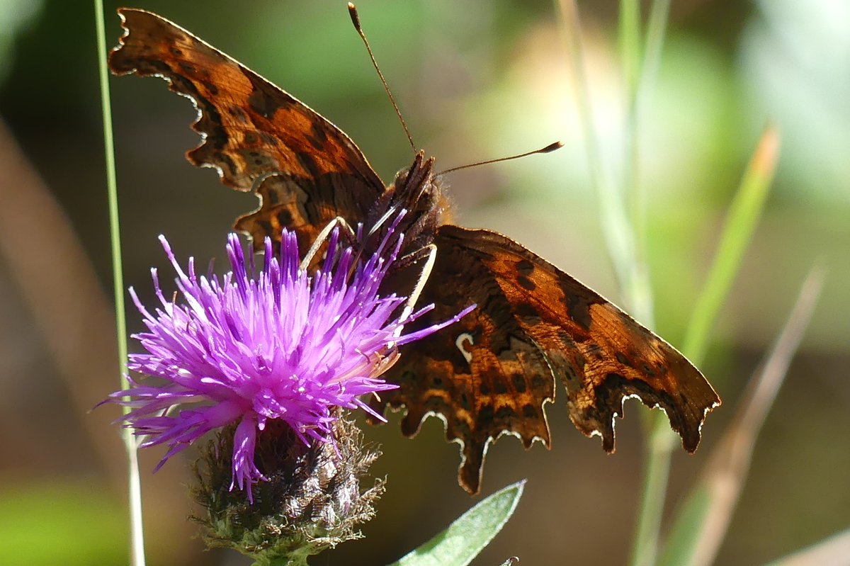 JoshsWildlife's tweet photo. Saw so many different species of butterfly today. They are hard to photograph when they’re fluttering about but managed to capture these.
#culbinforest #moray #comma #butterfly #butterflies #wildlife #insects https://t.co/wnLNOk6Khl