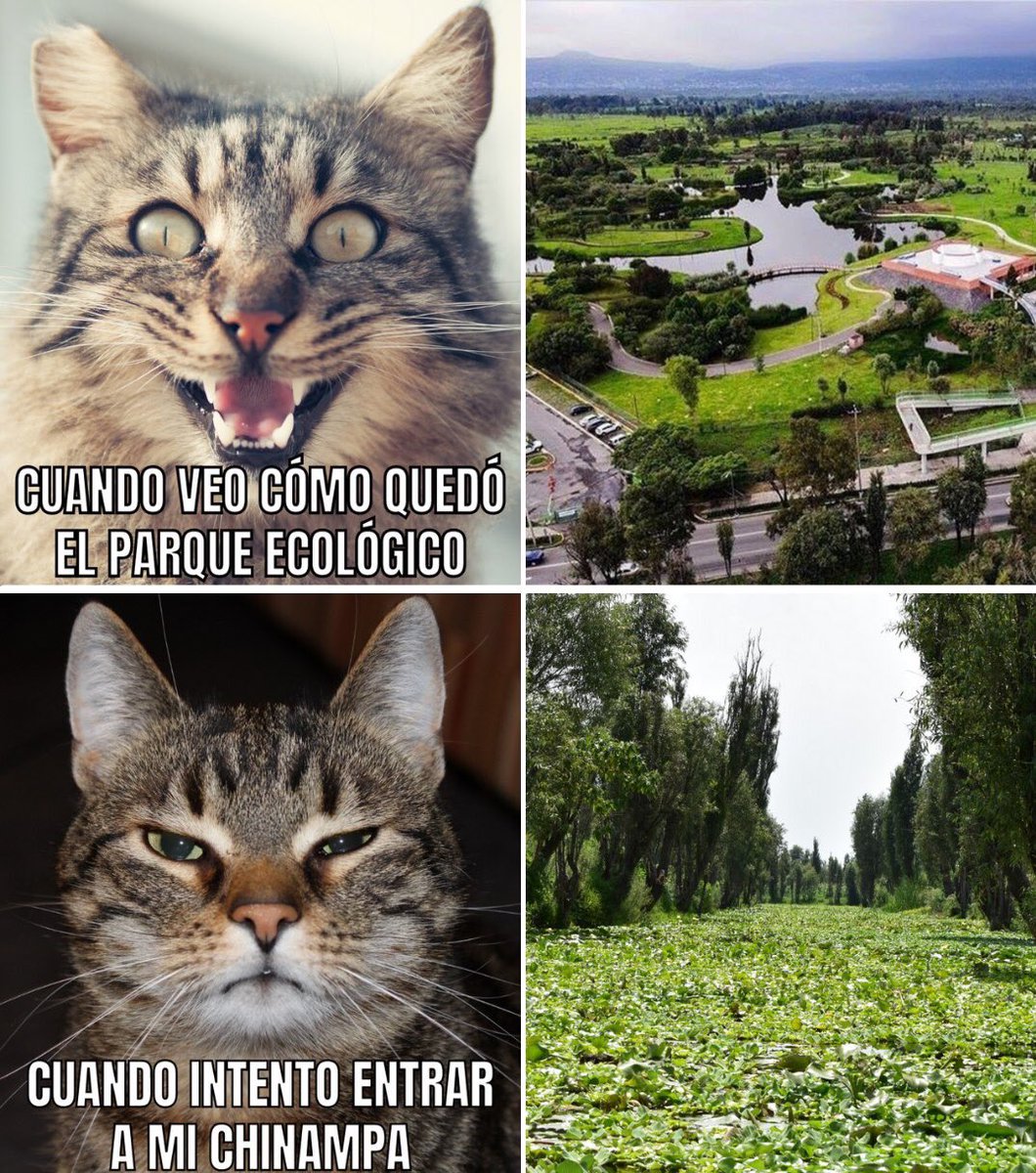 HumedaliaAC's tweet photo. La restauración histórica tan anunciada (y financiada) no ha llegado por acá @Claudiashein 

#humedaldexochimilco https://t.co/EJ0aGIE9P1