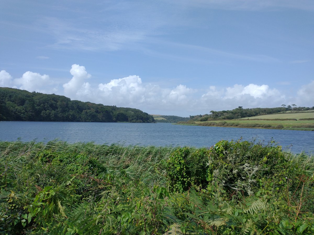 EmmaInKernow's tweet photo. New favourite place: Loe pool and beach. Far from the madding crowds because you can't drive there, and what a treat. Plus so much sea holly, restharrow and Honkenya! https://t.co/p98PcB8z3e