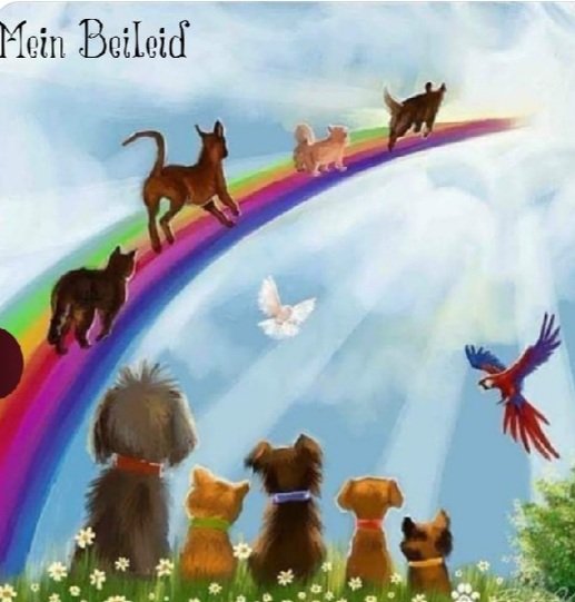Wihelmine96's tweet photo. @tarogermany1 R.I.P süsse Baja https://t.co/x60S9lgYaO