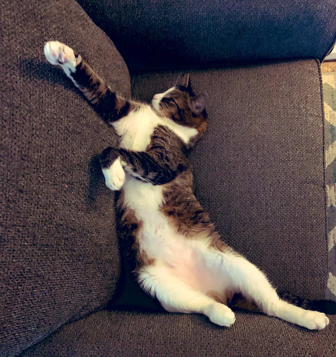 CrazyKwistin's tweet photo. #internationalcatday #superkitty https://t.co/mckqA5aLLk