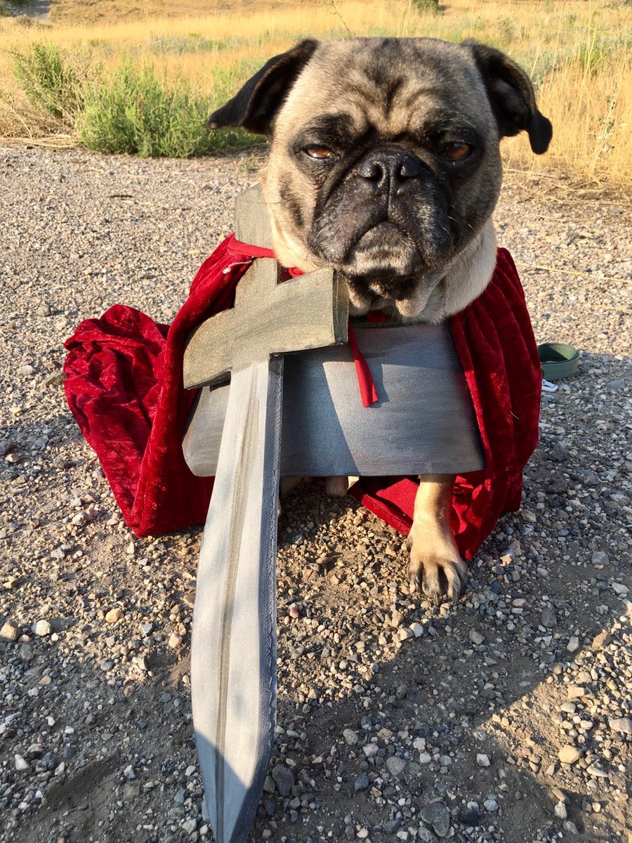 Labiticus's tweet image. #item28 Pug of War. 
Shoutout to Sir Butler. #GISH