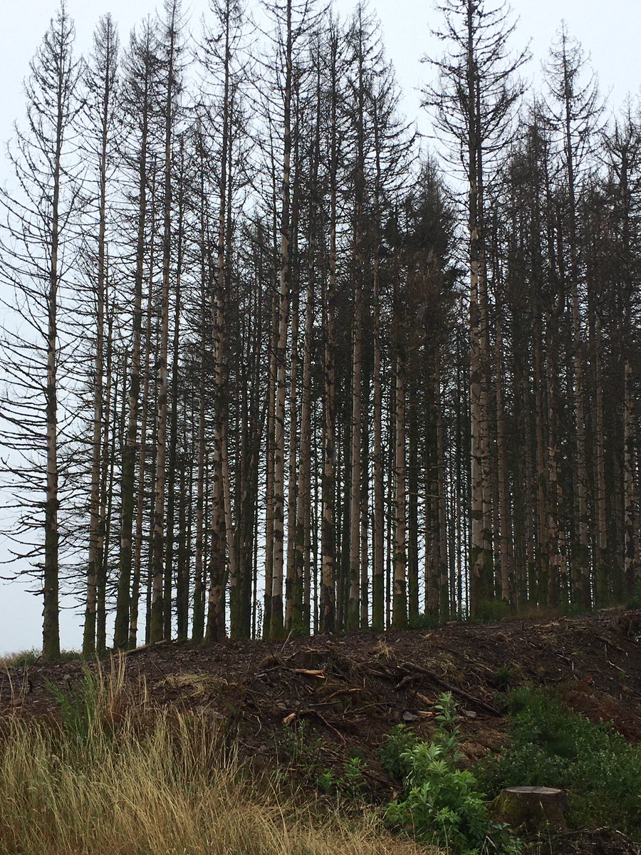 Eindrückliche Bilder aus den Vogesen - vor zwei Jahren waren die Wälder hier noch grün - unterdessen hat der Borkenkäfer über weite Strecken alles kahl gefressen: das sieht nun so aus:
