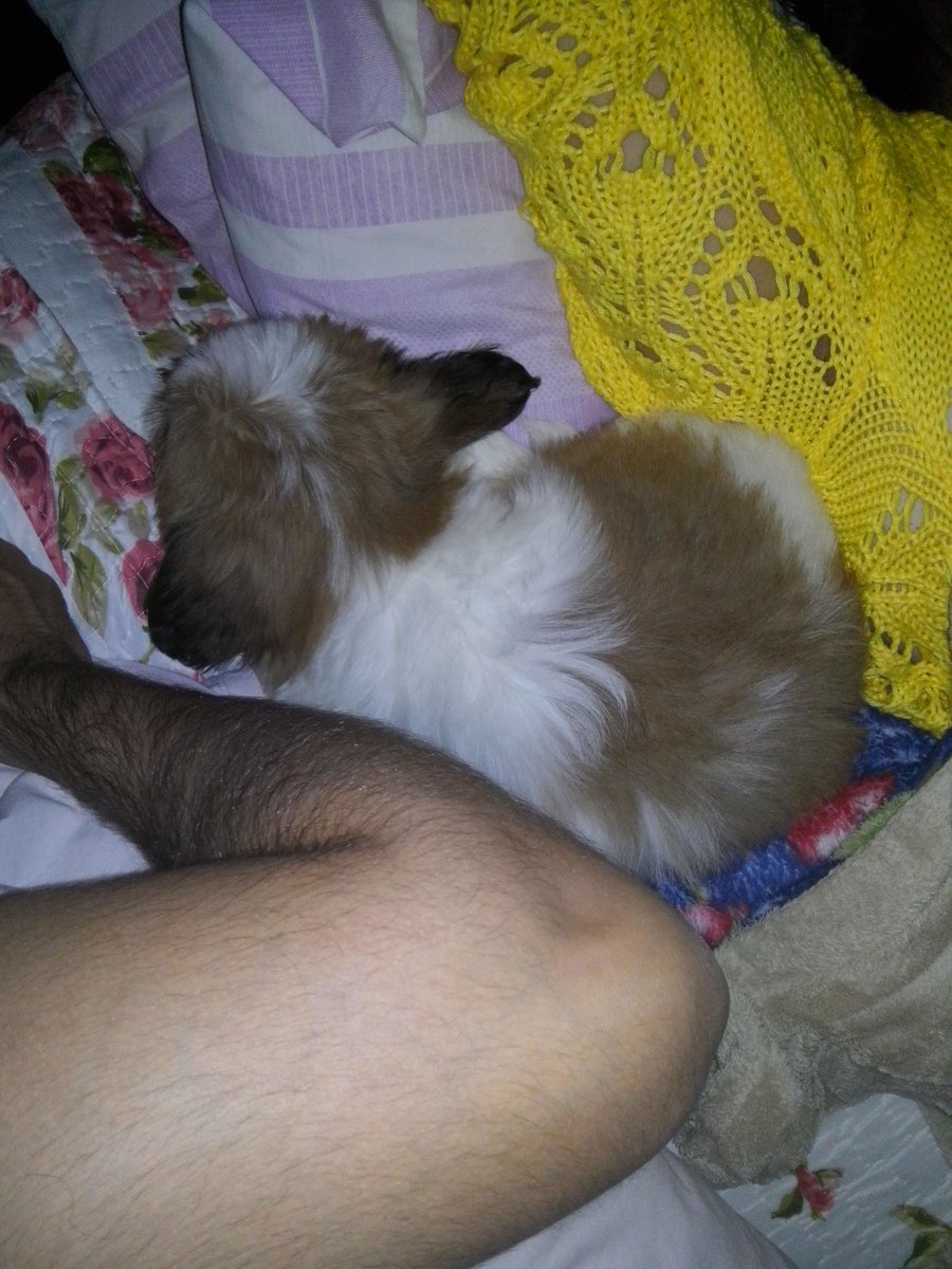 EuTulioSouza's tweet photo. Meu molekin fez 6 anos recentemente. Bora parabenizá-lo. Chegou pequenino, adorava dormir em um pote de ração e agora não desgruda de dormir na cama do pai aqui. Pai de bicho tb é pai. #felizdiadospais #diadospais #happyfathersday #Tony #Tonydog @BichinhosFB https://t.co/GKxZZCcg4L