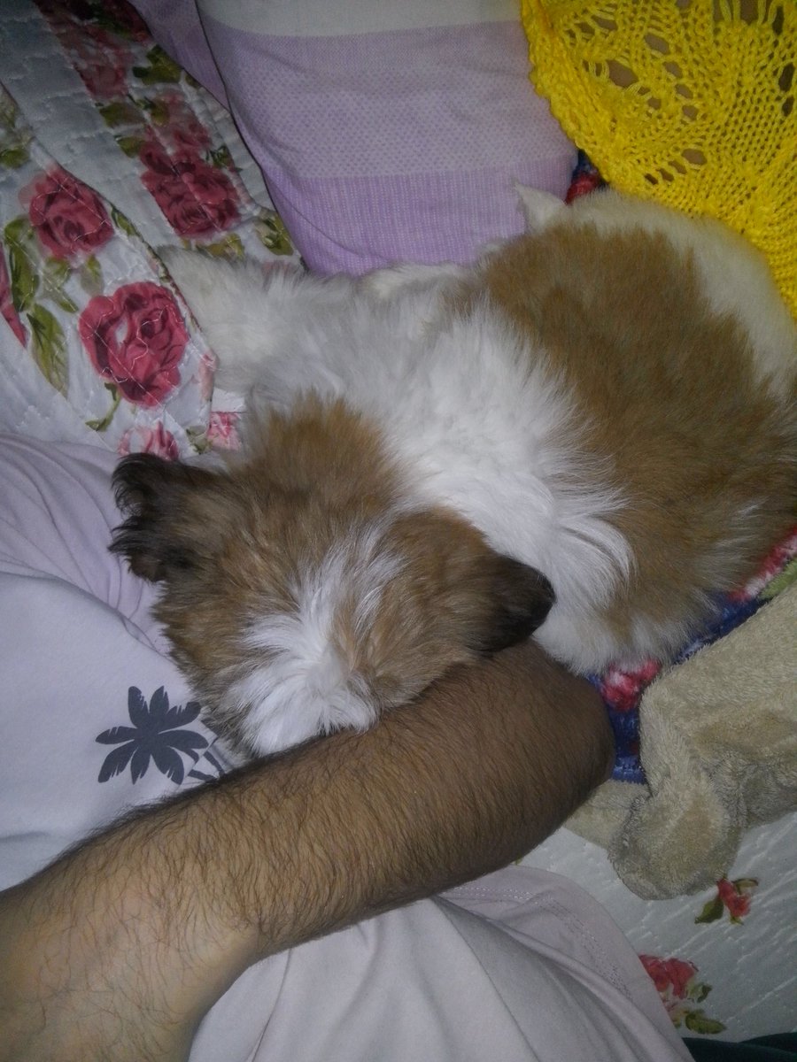 EuTulioSouza's tweet photo. Meu molekin fez 6 anos recentemente. Bora parabenizá-lo. Chegou pequenino, adorava dormir em um pote de ração e agora não desgruda de dormir na cama do pai aqui. Pai de bicho tb é pai. #felizdiadospais #diadospais #happyfathersday #Tony #Tonydog @BichinhosFB https://t.co/GKxZZCcg4L