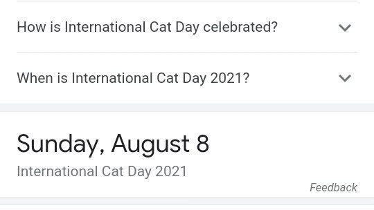 everyone stop what you're doing immediately it's international cat day 