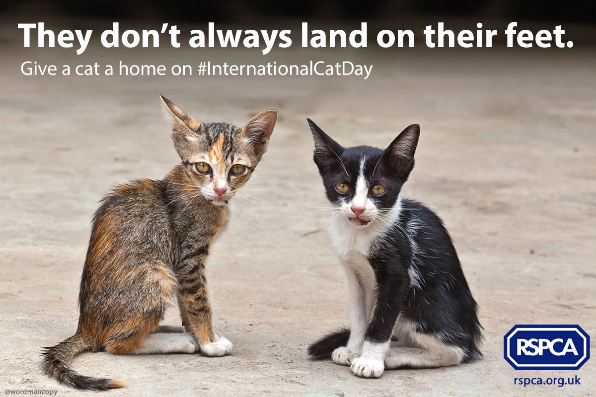 wordmancopy's tweet photo. They don't always land on their feet.

A spec ad I made earlier for #InternationalCatDay https://t.co/mHhcz0aOY5