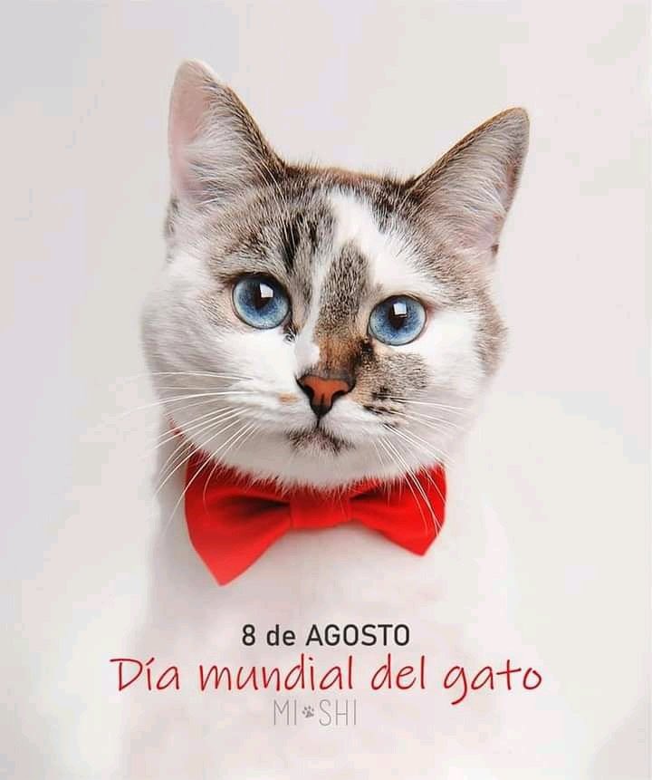 #Diamundialdelgato
