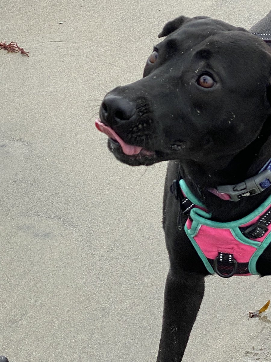 SDBoltedJedi's tweet photo. It’s Maddie’s first time at the beach 😎 #dogbeach #Maddie #happypupper https://t.co/ysq3r4hoDX