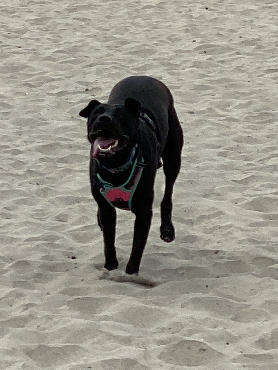 SDBoltedJedi's tweet photo. It’s Maddie’s first time at the beach 😎 #dogbeach #Maddie #happypupper https://t.co/ysq3r4hoDX