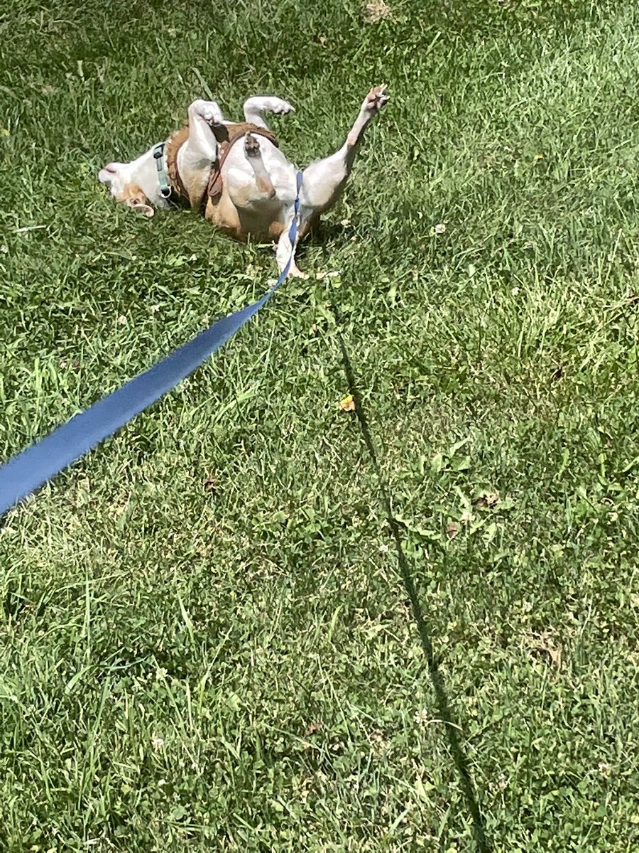 GreenKimm's tweet photo. Boys are having fun in the sun. #Dogsoftwitter #playhard #augustsun https://t.co/gEluR4iJLh