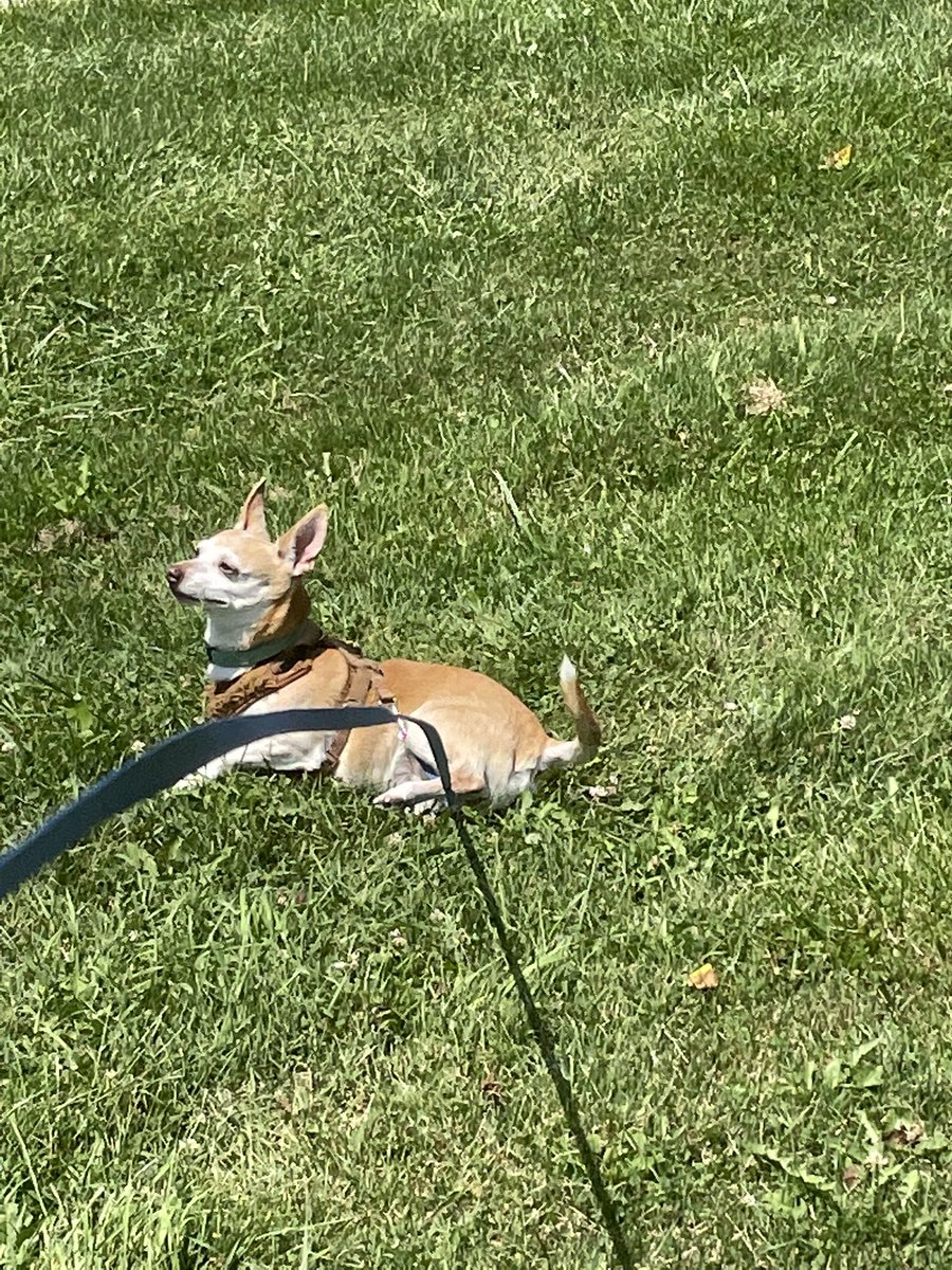 GreenKimm's tweet photo. Boys are having fun in the sun. #Dogsoftwitter #playhard #augustsun https://t.co/gEluR4iJLh