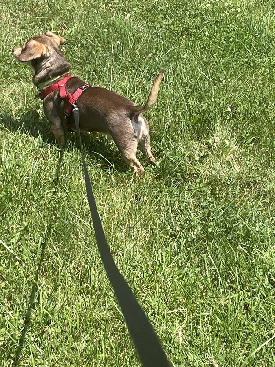 GreenKimm's tweet photo. Boys are having fun in the sun. #Dogsoftwitter #playhard #augustsun https://t.co/gEluR4iJLh