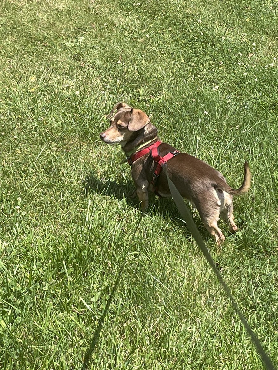 GreenKimm's tweet photo. Boys are having fun in the sun. #Dogsoftwitter #playhard #augustsun https://t.co/gEluR4iJLh