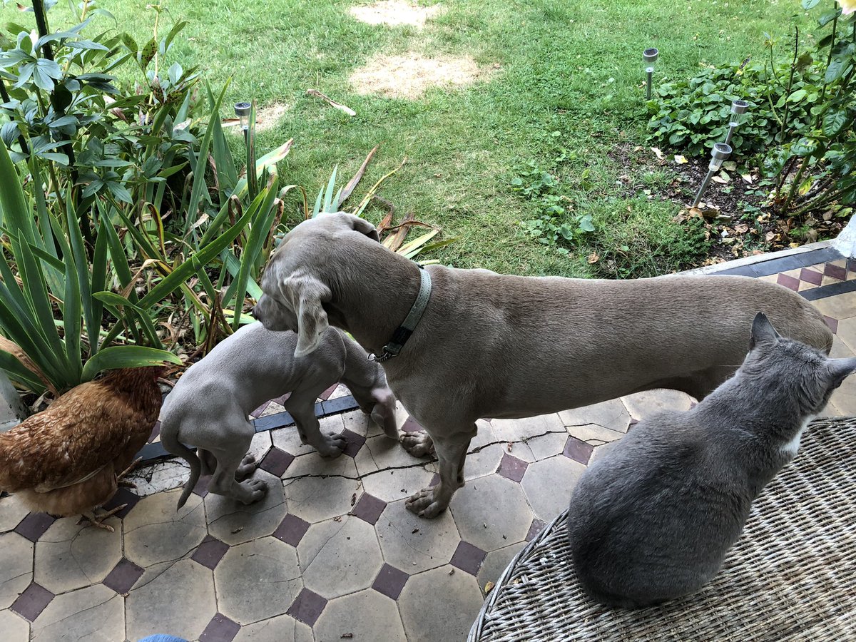 It’s pet central at Hartree Guest House this evening.