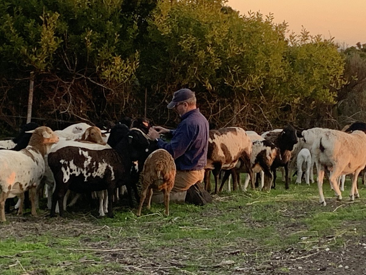 Glenlee Farm tweet media
