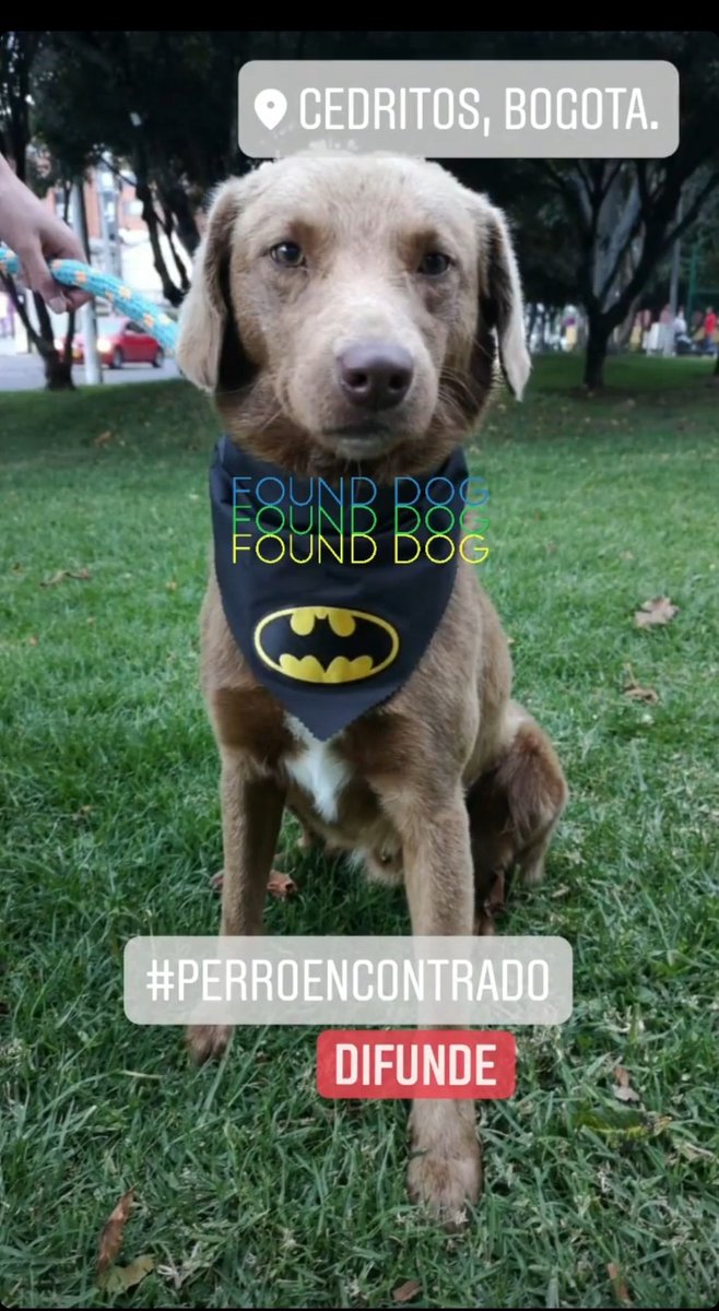 TataMendoza's tweet photo. Este chiquitín fue encontrado en el barrio cedritos de Bogotá, cualquier información al CEL. 3163547628. @losbuscamos_col @AnimaPerdidoBog @darcyquinnr @MONYRODRIGUEZOF @andreanimalidad https://t.co/Su42sXdxp3
