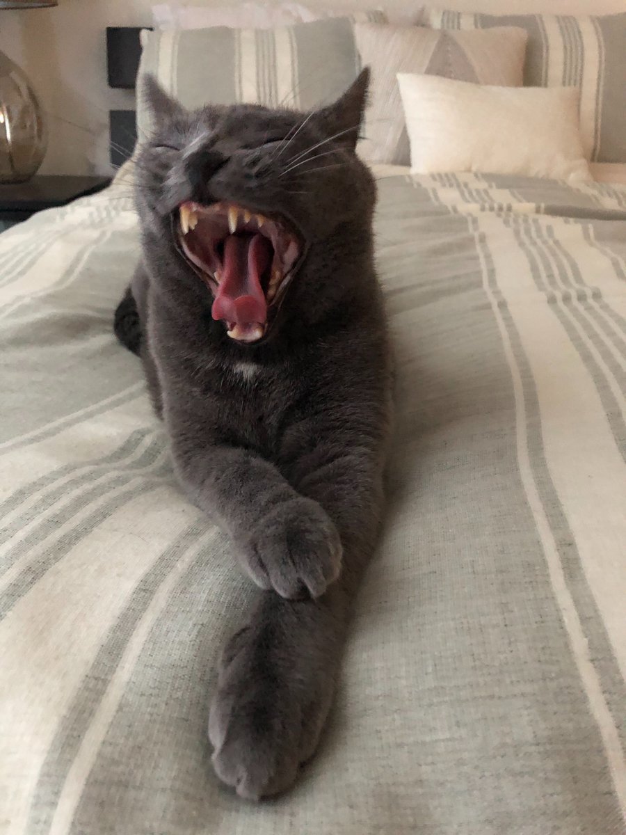 MIND_Research's tweet photo. Happy #InternationalCatDay 😻 Say hi to some of MIND's feline family members! Warning: this post contains excessively cute content. 
 
#Meow #CatParent #MathCats https://t.co/DnFJPB4Z7N