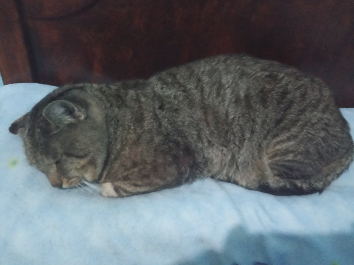 asturmania28's tweet photo. Día Internacional del Gato https://t.co/oBeysxGxeb