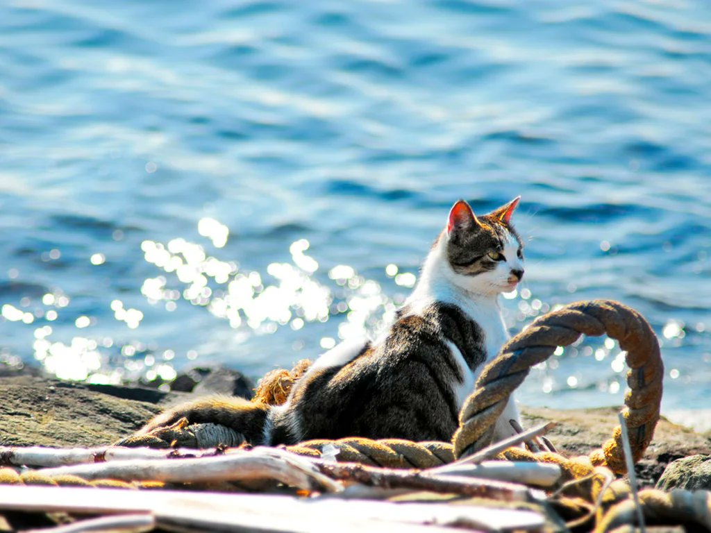 MeeCecilia_17's tweet photo. #DiaInternacionalDelGato 😸 Estoy pensando en ti la gata bajo la lluvia te prometo que te voy amar cada dia de mi vida el gato esta en la playa...😹 #Tokio2020 😽😼 #TheRenaissance 😻#FelizDomingo 😼 #onlineExamTU #orcas #HappyCaiXukunDay https://t.co/dioQU3gu3B