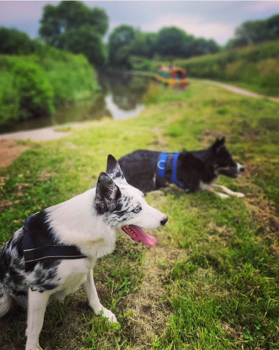 🆘Ex RESCUE DOG - PLEASE DO NOT CHASE
7 AUG 2021. #Lost #ScanMe  Ran off on a walk 
Blue Merle Border Collie Male 
Spinney Woods #ChurchLawton/#ScholarGreen #ST7
#StokeOnTrent #Staffs #Staffordshire/#Cheshire border
SIGHTINGS PLZ ☎️07920850251
doglost.co.uk/dog-blog.php?d…