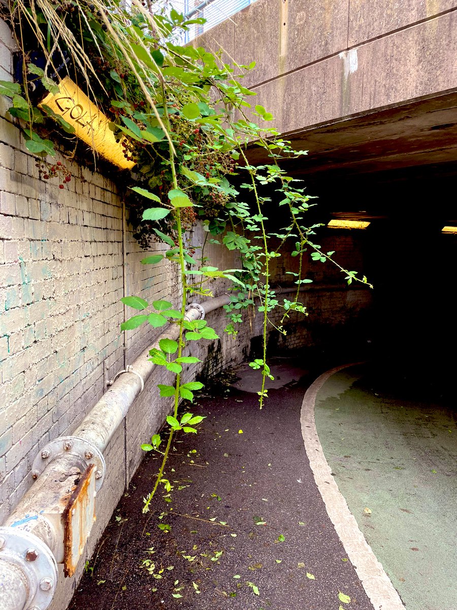 parksidemalvern's tweet photo. Dear @ContactHaringey, could you inform those responsible for looking after the footpaths that lead to the railway underpass at the corner Western Rd / Coburg Rd that brambles and overhanging foliage force pedestrians to walk right into the path of cyclists or car traffic. 😯 https://t.co/8mR9Ufb2Wz