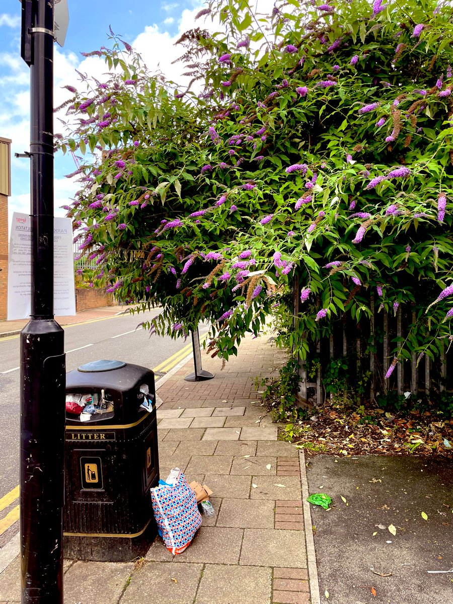 parksidemalvern's tweet photo. Dear @ContactHaringey, could you inform those responsible for looking after the footpaths that lead to the railway underpass at the corner Western Rd / Coburg Rd that brambles and overhanging foliage force pedestrians to walk right into the path of cyclists or car traffic. 😯 https://t.co/8mR9Ufb2Wz