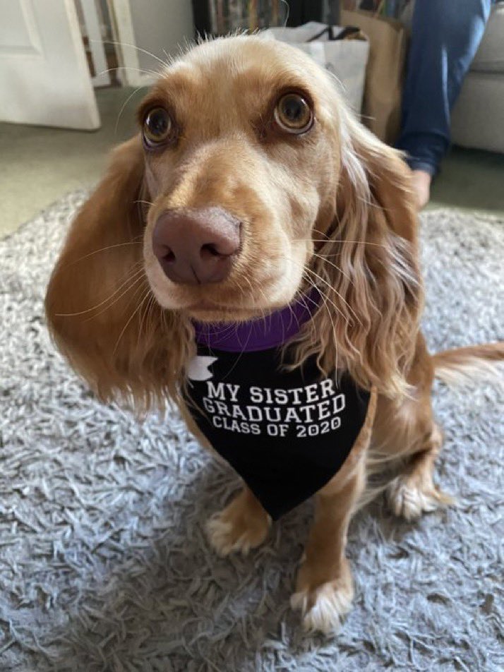 JoeBandito2005's tweet photo. Congrats to all the graduates 🎓 In what’s been a very tough couple of years you should all be very proud. 

We are loving these proud pupper pics 🥺Our Graduation Bandanas start at £6.79 and we’ll personalise to your needs ❤️ #Graduation #DogsOfTwitter 

https://t.co/QkA1u3b7P2 https://t.co/zehC84Reo7