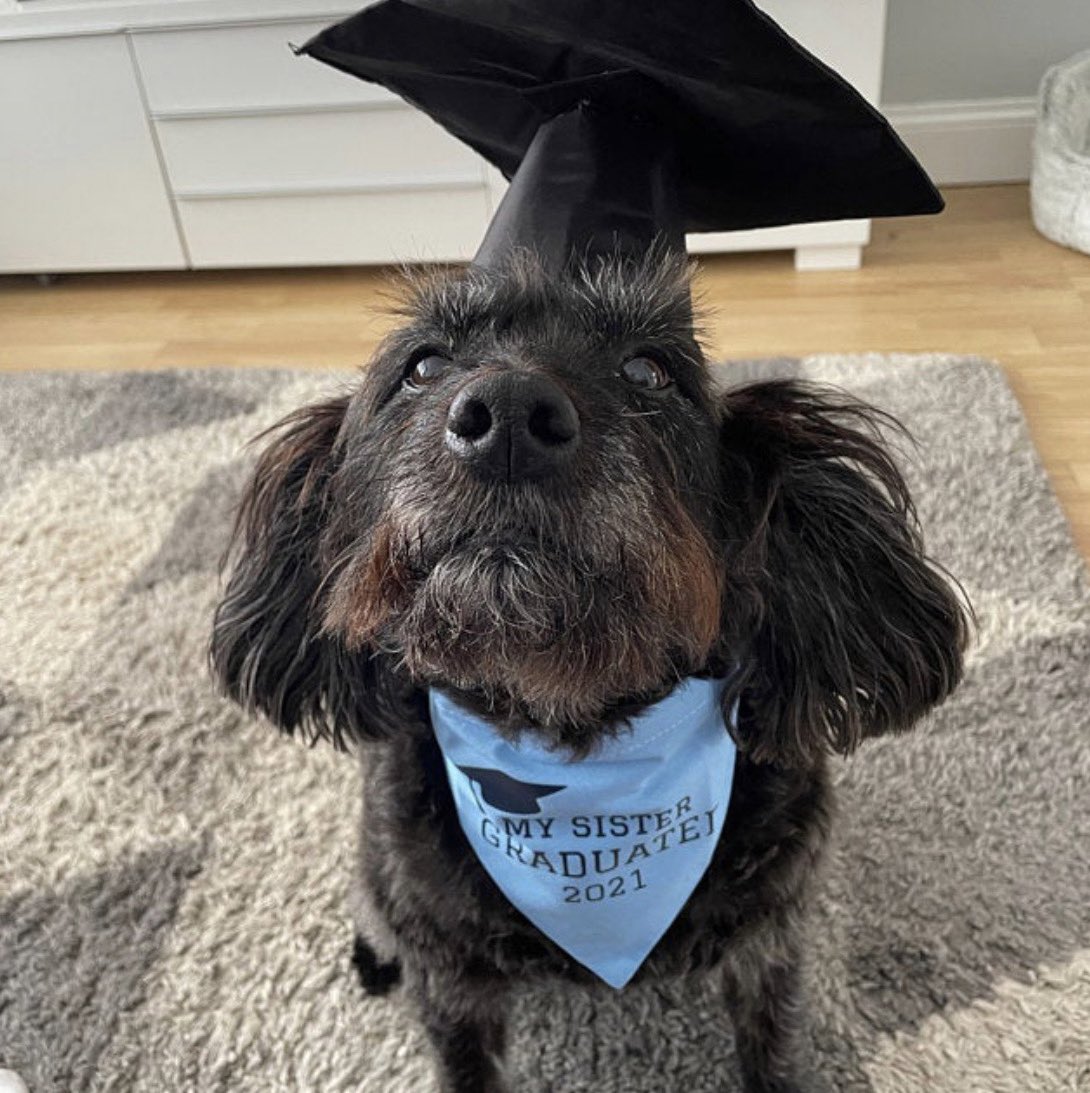 JoeBandito2005's tweet photo. Congrats to all the graduates 🎓 In what’s been a very tough couple of years you should all be very proud. 

We are loving these proud pupper pics 🥺Our Graduation Bandanas start at £6.79 and we’ll personalise to your needs ❤️ #Graduation #DogsOfTwitter 

https://t.co/QkA1u3b7P2 https://t.co/zehC84Reo7