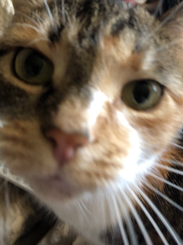 Sharibearpaws1's tweet photo. Good afternoon lovelies. I hope you’re enjoying your Sunday my lovely friends. Thank you for being so patient with the FBs I reached my limit per Twitter rules so I will go down the list as soon as I’m allowed. Happy International Cat Day. You’re BEAUTIFUL🦋SMILE😁#Sweeti😻TY💗😘 https://t.co/y4i3rVOR8q