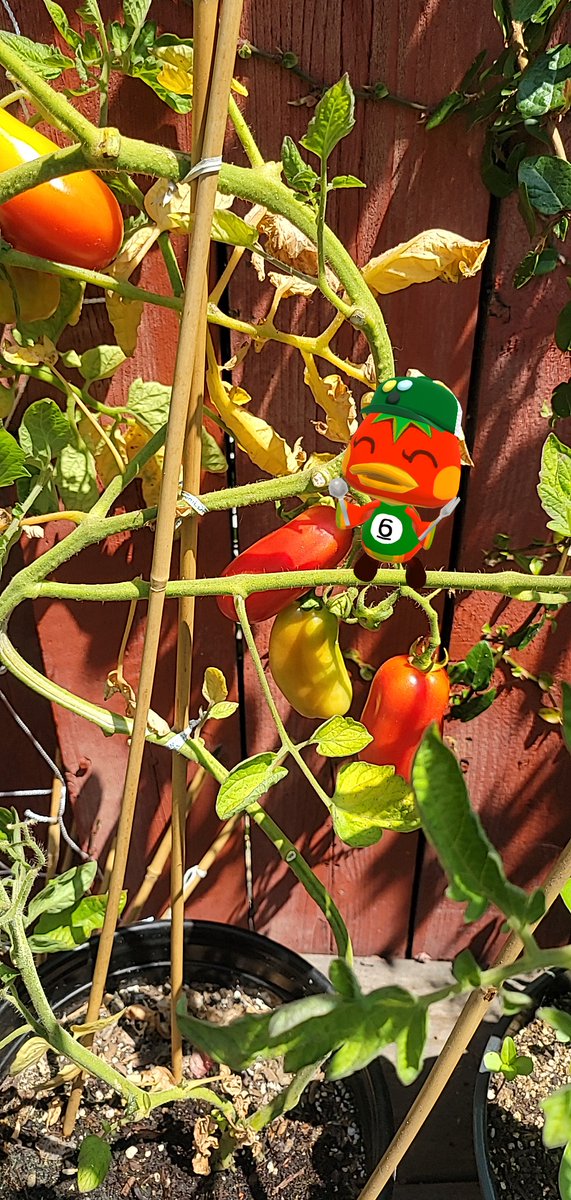 annagail's tweet photo. My very silly submission for #ACPCFoodie https://t.co/kgyV9sWiVq