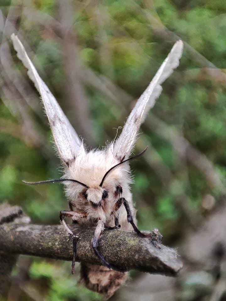LPanstwowe's tweet photo. Brudnica nieparka to motyl o wrodzonym wdzięku, niewdzięcznej nazwie i fatalnych obyczajach. Gąsienica zjada kilkadziesiąt liści głównie dębu, jabłoni i śliw. A samica składa nawet 800 jaj! Teraz w lesie zobaczycie chmary brudnic, to ich rójka.
📸P.Walisko
#NadleśnictwoLubliniec https://t.co/ort6b2KDeW