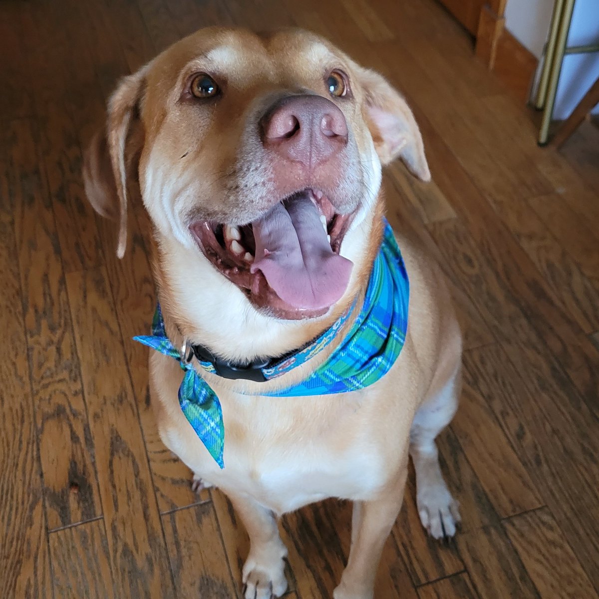 KatyJo81's tweet photo. Hi, everybody. My name is Rizzo. My mama is a teacher. She will be teaching PreK this year, after teaching Art for several years. If you could help out with her wishlist, I would really appreciate it. #clearthelists #clearthelist #BacktoSchool2021 #doglife
https://t.co/L1SrSzSFV6 https://t.co/ejFnro6Xo5
