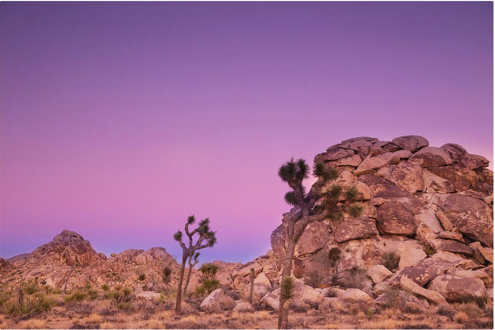 KunalMehraPhoto's tweet photo. Pay attention; be astonished; tell about it - #MaryOliver
An autumn sunset at #JoshuaTreeNationalPark offers lots of opportunities to do all of that. #MaryOliverQuotes #JoshuaTrees #JoshuaTreeSunset #DesertSunset
https://t.co/DqNIv1mNyi https://t.co/nPOnQp6GP8