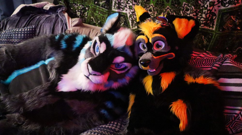 FloofSaber's tweet photo. See, who said cats and dogs can't get along? Even if they are smelly creatures... #SaberToothSunday ๐ถ @thatyellowshep ๐ท @ScottyWuff https://t.co/MozpHiWSR1